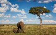 Huwelijksreis Afrika - olifanten in de savanne - Kenia